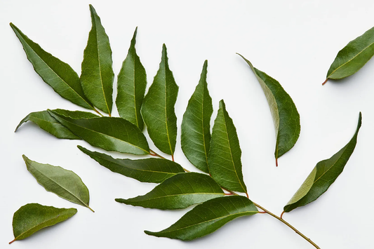 Curry Leaves