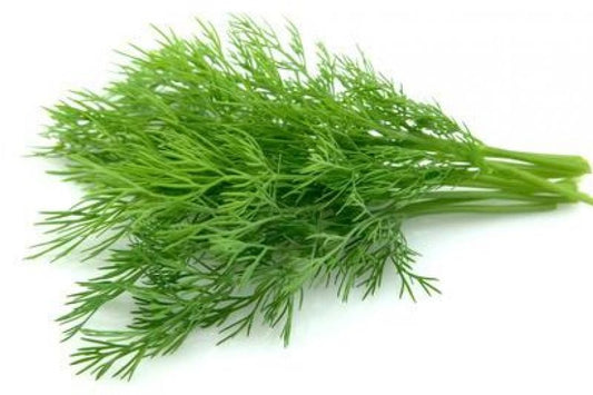 Dill Leaves