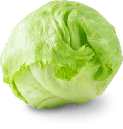 Lettuce Ice Berg